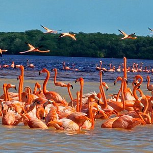 Flamingo Tour at Sisal