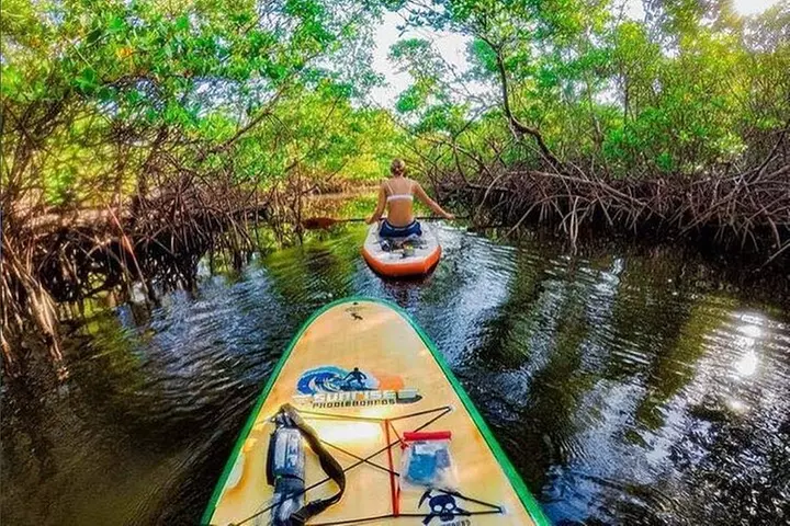 Paddleboard in Mangroves